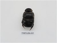 藏品(大黑糞金龜)的圖片